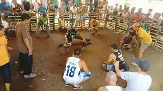 Manok HMA palawan vs Manok Bacolod,Ninja Grey