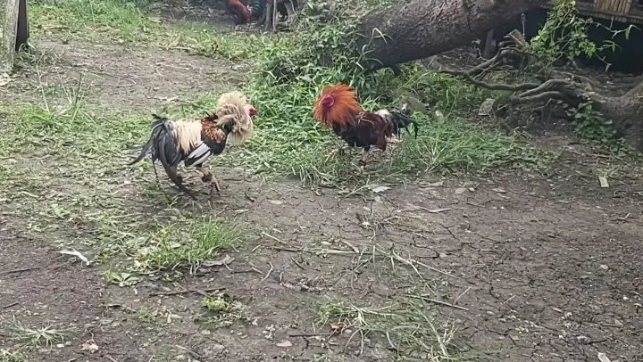 1st Fight 19 Bilibili