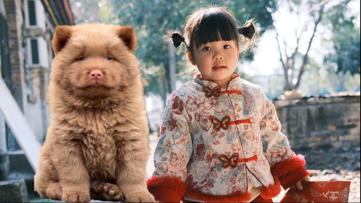 Đứa trẻ ba tuổi có cả một bầy bạn chó, ngày nào cũng bận rộn tiếp khách không xuể; chú cún con vừa n