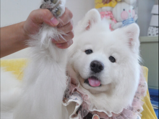 If your dog isn’t behaving, it’s probably because you’re not giving them enough love or treats!