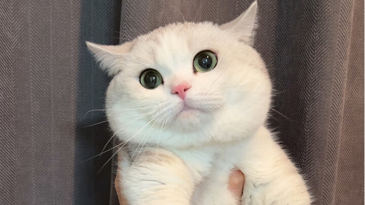 ตื่นมาแรงไปหน่อย ดูเห็นราชาสิงโตสีขาวแล้ว