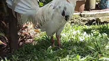 white cross🏁🗡️