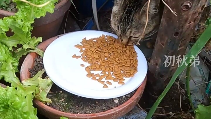 แม่แมวพาลูกแมวตัวน้อยต้านทานชายผู้เข้ามาในบ้าน