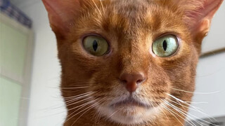 If you really can't remember this variety's name, just stick with "Tie Jun"…