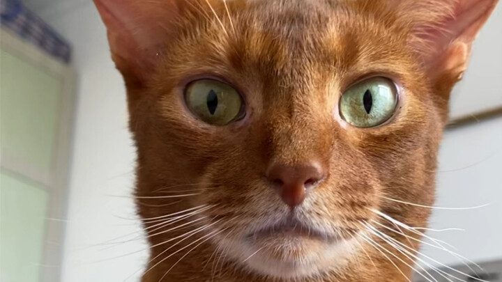 If you really can't remember this variety's name, just stick with "Tie Jun"…