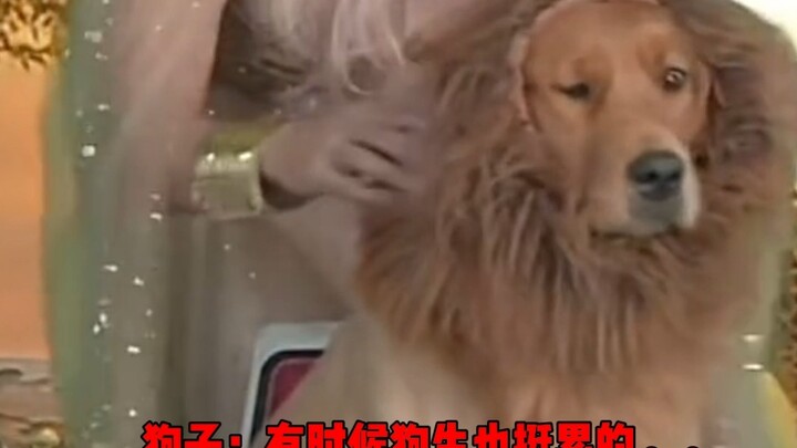 Wait, you just let Golden-Haired Lion King show up out of nowhere like that?