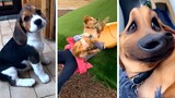 The Funniest Dog Videos! 🐶 (Tail-Wagging Fun)