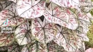 Do you have this kind of plant??