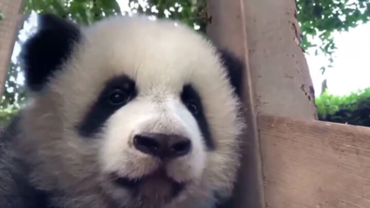 【Panda】I'm gonna sleep, you can leave now