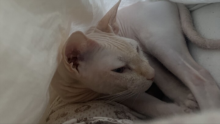 Sphinx going to sleep или Сфинкс готовиться ко сну #cat #cute #asmr