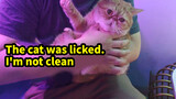 Apa reaksi kucing ketika kamu menjilatnya?