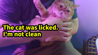 What Will Happen If You Lick a Cat?