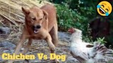 💥Best Fight Chichen Vs Dog Viral Weekly😅😜 of August | Funny Animal Videos💥👌