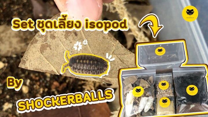 [ISOPOD]EP6 ชุดเลี้ยงไอโซพอดและเปิดตัวเด็กใหม่ l SHOCKERBALLS