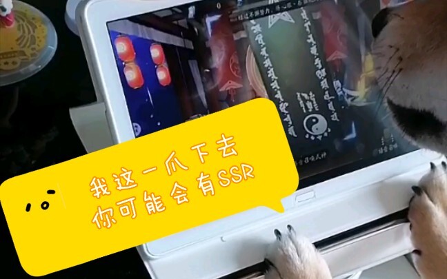 【欧气小柴的抽卡记录-第二弹在主页更新啦！】仅剩的一张黑符，狗子抽到了SSR！