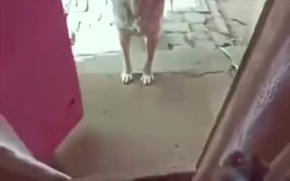 Ini sudah jadi barang paling cantik yang pernah ditemukan oleh si kecil anjing