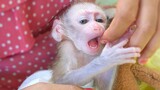 Extremely Handsome Boy!! Wow, Tiny Luca cutest baby monkey playing with Mom very manners & gently