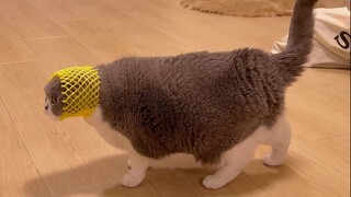 您完全不挣扎吗？