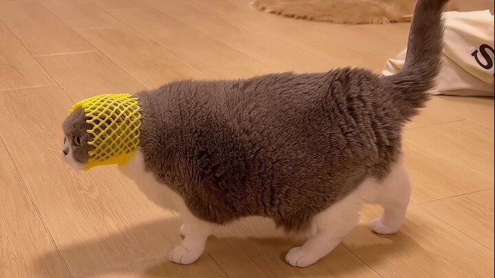 Don't you struggle at all?