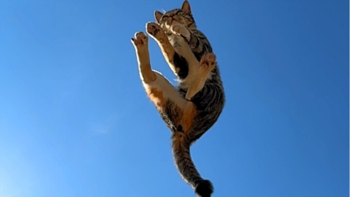 A Crappy Cat for 20 Yuan