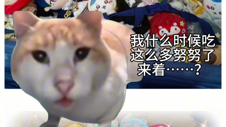 【努努｜猫meme】努努妈的生活
