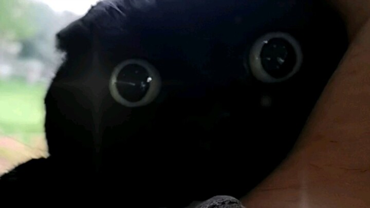 黑猫顺光拍还是逆光拍，原来差别这么大？