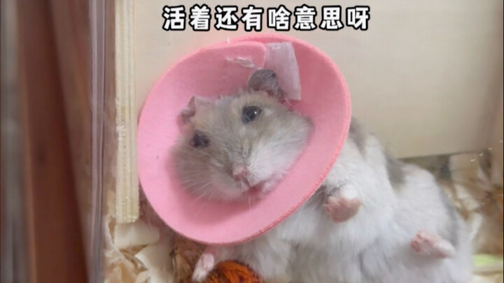 นี่คือกรอบคอแบบเอลิซาเบธที่เล็กที่สุดเท่าที่ฉันเคยเห็นมา