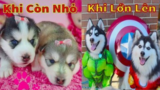 Thú Cưng TV | Gia Đình Gâu Đần #32 | Chó Golden thông minh vui nhộn | Pets funny cute dog