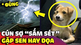 Cười xỉu với em chó 'SỢ SẤM SÉT' khi trời mưa nhưng suốt ngày lại bị con sen 'HÙ DỌA' 😅 | Gâu Đần