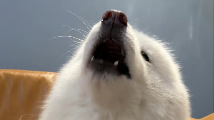 Nào, cùng nhau nghe tiếng chó sủa thôi