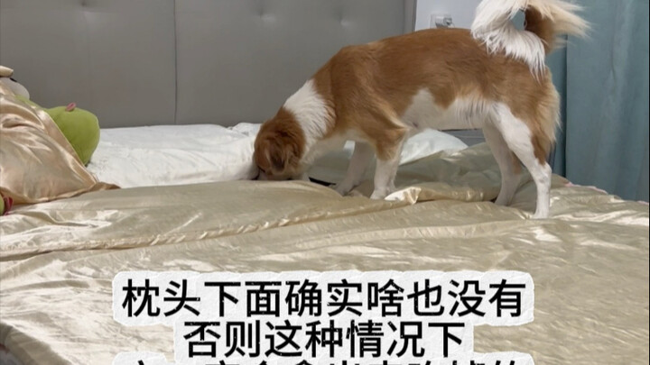 Anjing kecil memang bisa ngerti bahasa manusia, coba aja lihat siapa yang nggak percaya!