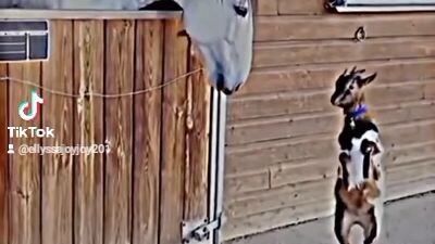 funny animals 😂😂