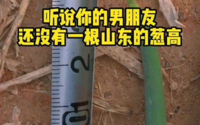 I heard your boyfriend isn’t even as tall as a single scallion from Shanxi!