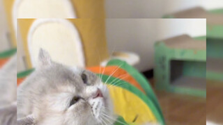 Is this how your cat walks?