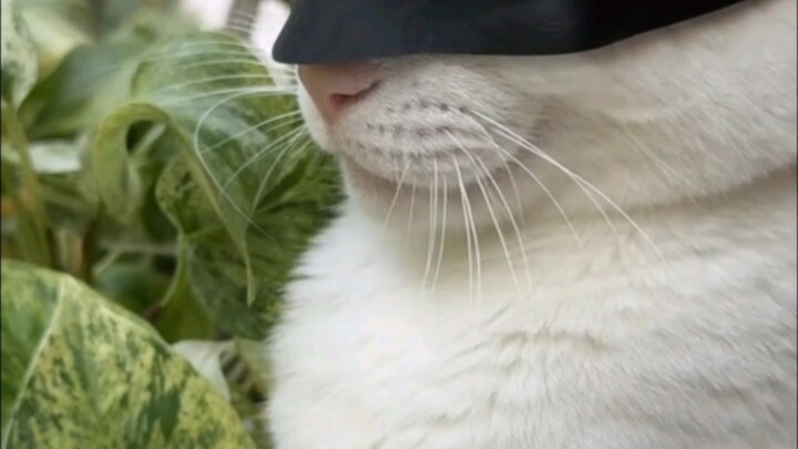 Trending on overseas platforms: A compilation of cats transforming into Batman 😂 The last two are ra