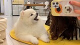 Dog Video | My Good Pomeranian