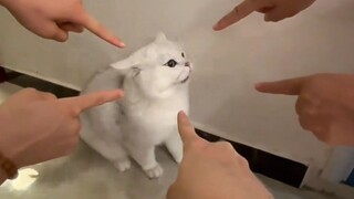 Mèo con: "Cho tôi đậu phộng, tôi sẽ kiện bạn!"