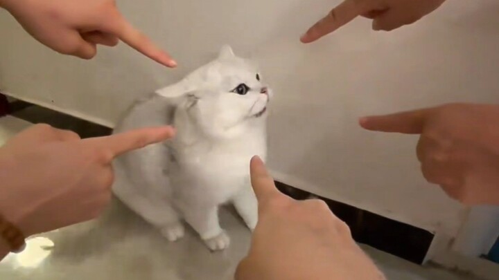 แมวเหมียว: "ถั่วลิสงของฉัน ฉันจะฟ้องนาย!"