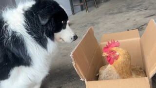 Border Collie bertekad untuk mengejar idolanya terlepas dari kondisi cuaca, dan ayahnya yang sudah t