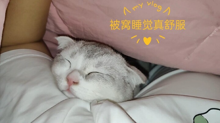 The little kitten coming to sleep in the warm bed at midnight is just too cute.