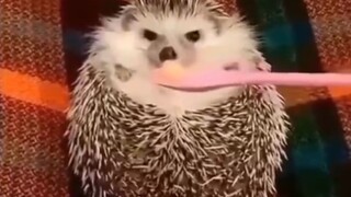 当“愤怒”小刺猬闻到苹果时的反应……