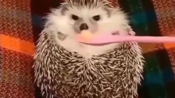 当“愤怒”小刺猬闻到苹果时的反应……