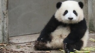 [Panda Hehua] โชว์ความน่ารักให้มนุษย์ได้ชมสักหน่อย