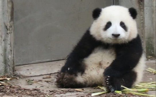 【Panda He Hua】Hua Hua Acting Cute