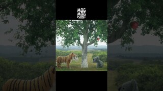Koala & Tiger - MOGMOG PLANET Observation Diary | It's Anime #shorts #anime #animals