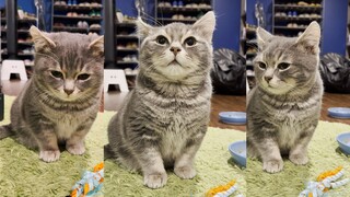 Kucing berkaki pendek yang sedang berpikir