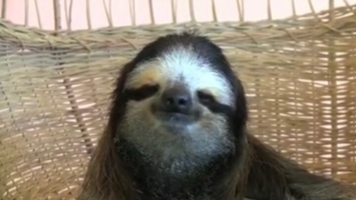 Sloth: A Zen Lifestyle, Energy-Saving and Eco-Friendly