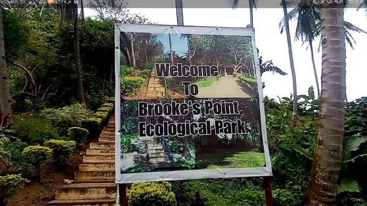 Brooke's point eco park #Palawan boy by JEBOY TV