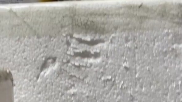 แมวน้อยทราฟฟิก