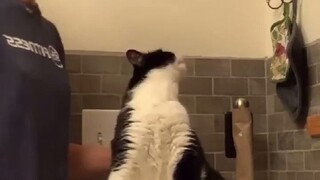 Apa ada saklar terpasang di pantat kucing ini?